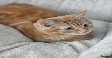 Maine Coon cats - Advert 4