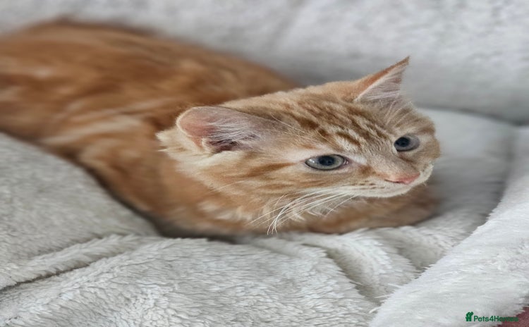 Maine Coon cats - Advert 5