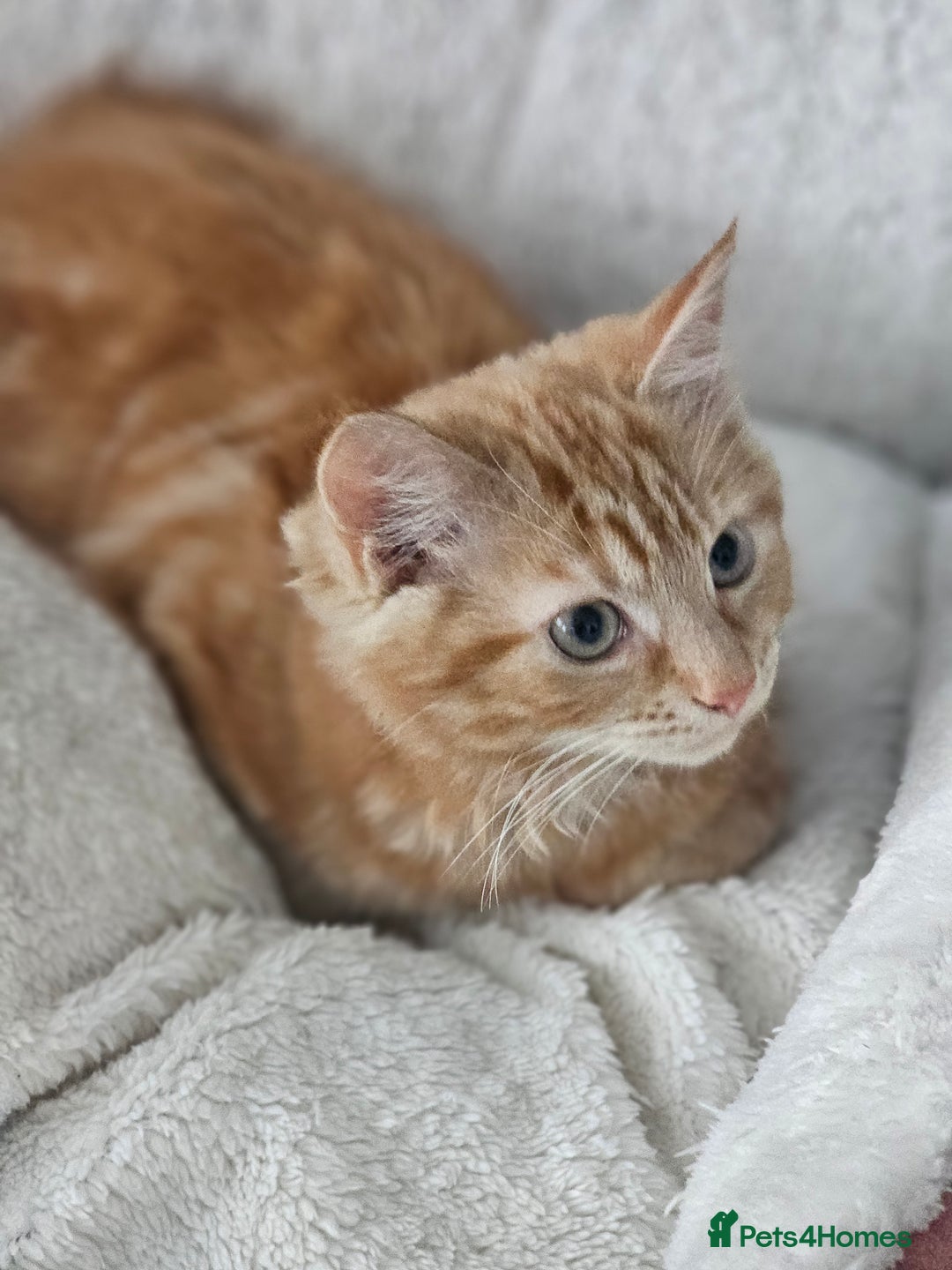 Maine Coon cats for sale: Maine X - Image 3