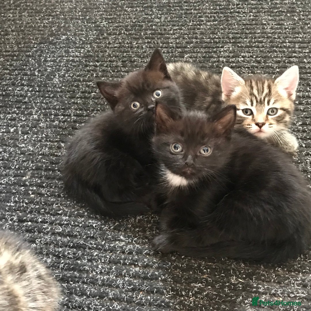 British Shorthair cats for sale: One black female left - ready now!  in Taunton - Image 1