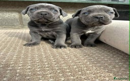 Cane Corso dogs for sale: Cane corso pups - Image 4