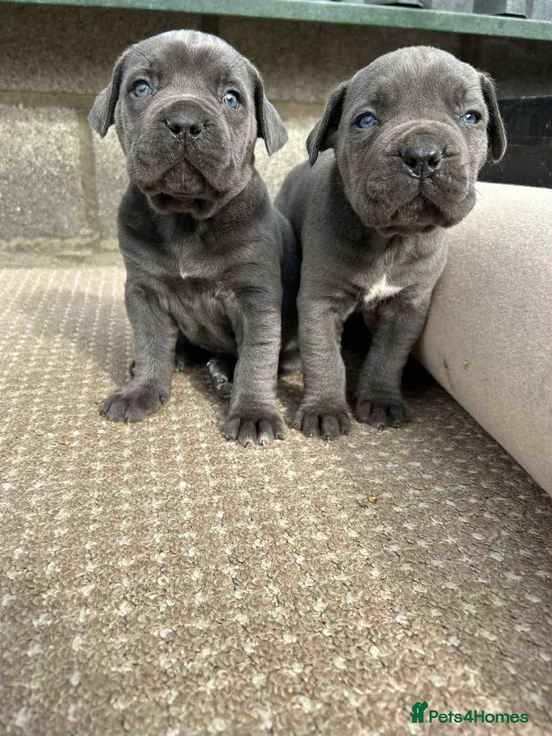 Cane Corso dogs for sale: Cane corso pups - Image 4