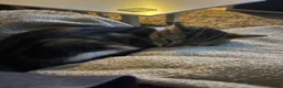 American Wirehair cats for sale: 2 young female cats.  - Advert 6