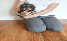 Cockapoo dogs for sale: Cockapoo puppies  - Image 5