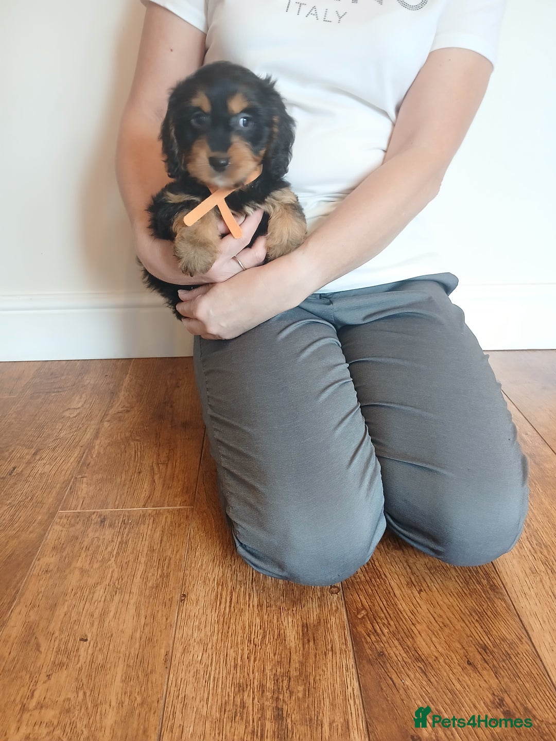 Cockapoo dogs for sale: Cockapoo puppies  - Image 5