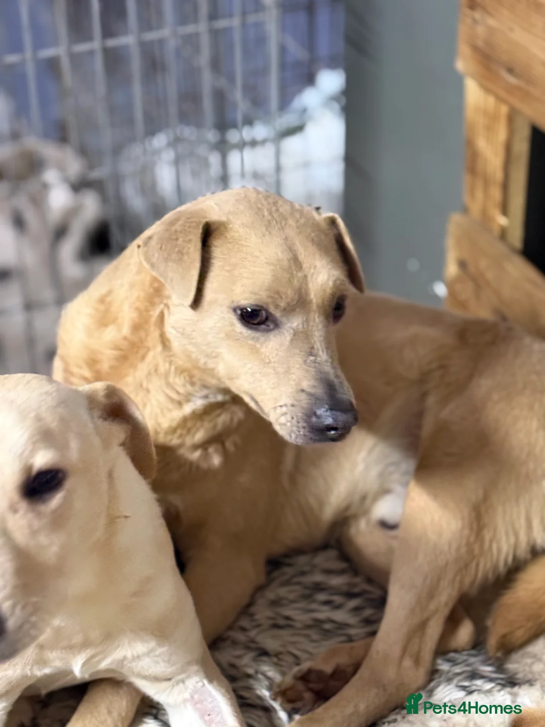 Mixed Breed dogs for adoption: Sweet Locky Looking for LOVE - Advert 8