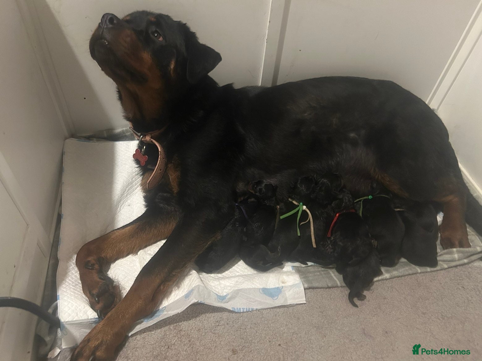 Rottweiler dogs Rottweiler puppies  - Advert 13