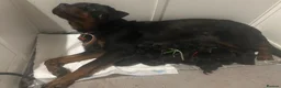 Rottweiler dogs for sale: Rottweiler puppies  - Advert 1