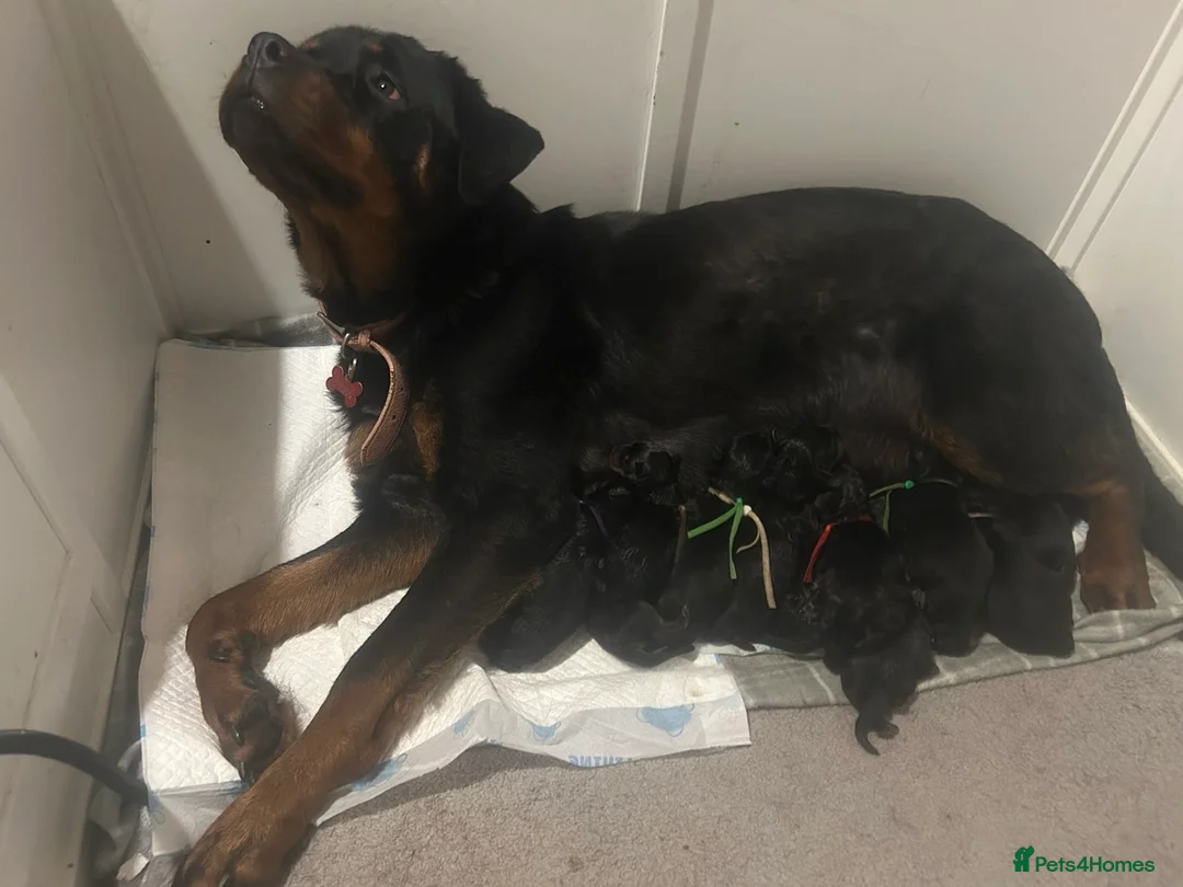Rottweiler dogs for sale: Rottweiler puppies  - Advert 1