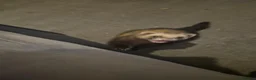 Ferret rodents for sale: 2 female ferrets in Colchester - Advert 9