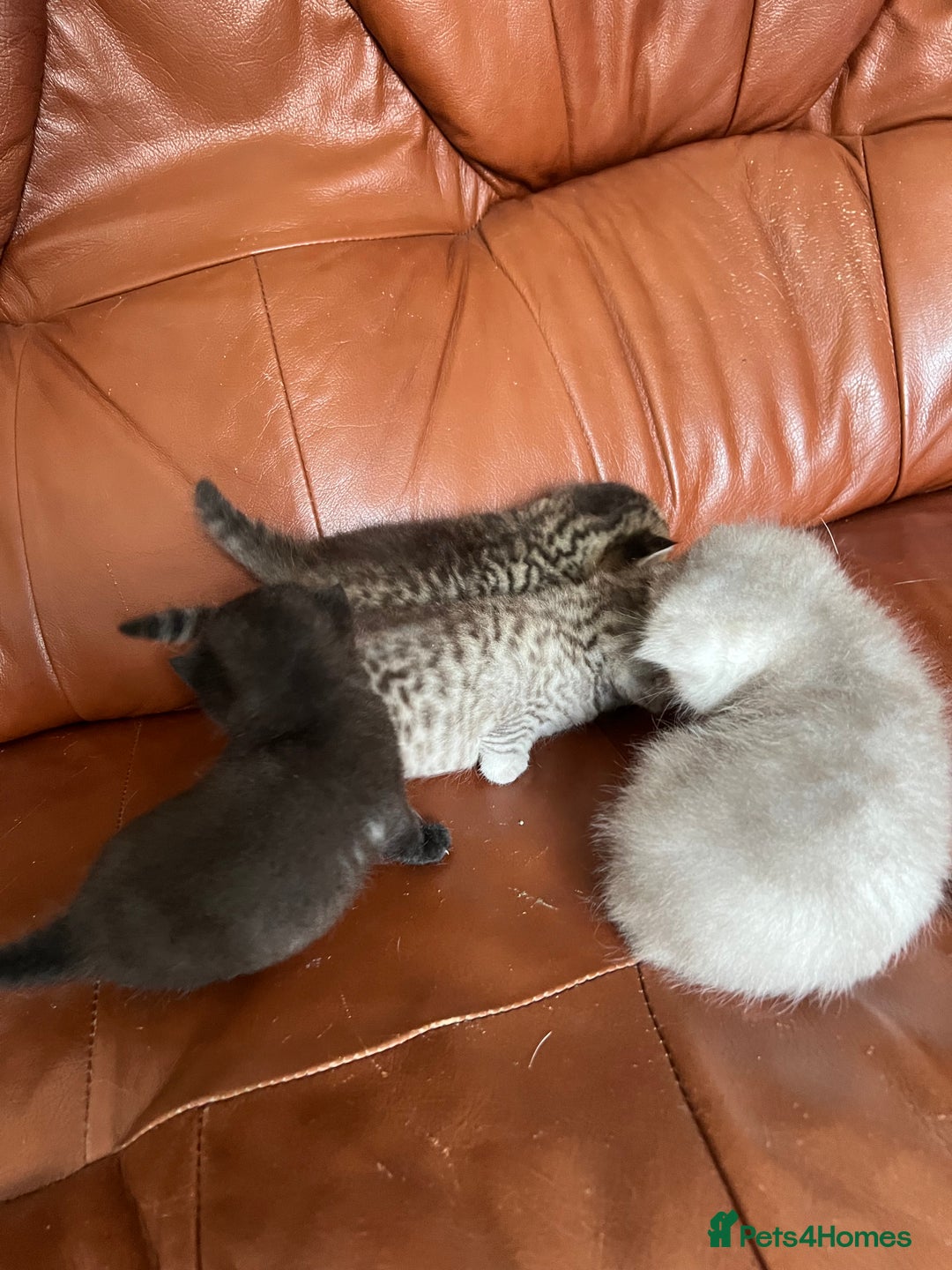 British Shorthair cats for sale: British shorthair kittens - Image 11