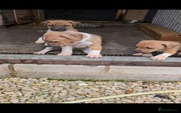 Plummer Terrier dogs for sale: Plummer terrier x - Image 6