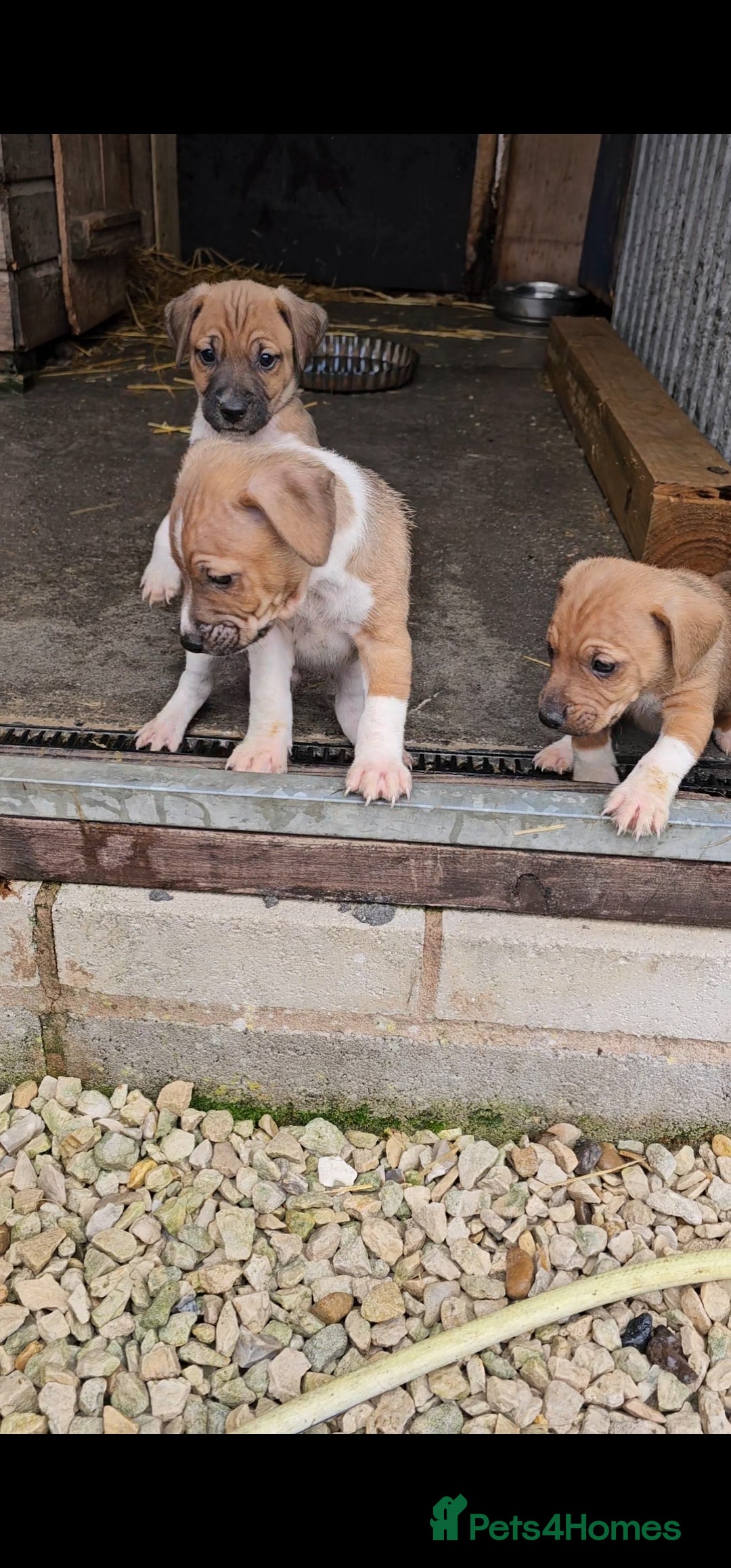 Plummer Terrier dogs for sale: Plummer terrier x - Image 6