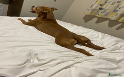 Mixed Breed dogs for sale: Beautiful red female staffy - Image 4