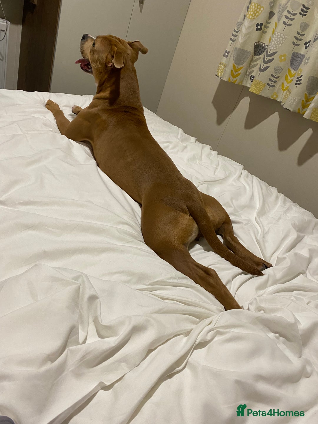 Mixed Breed dogs for sale: Beautiful red female staffy - Image 4