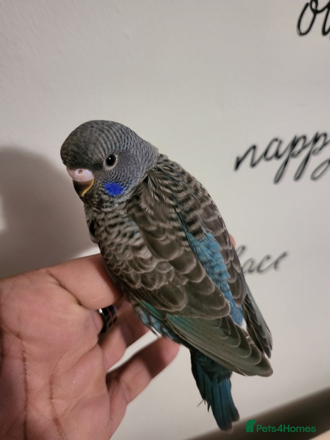 Budgerigars birds for sale: Blackface blackwing - Advert 3