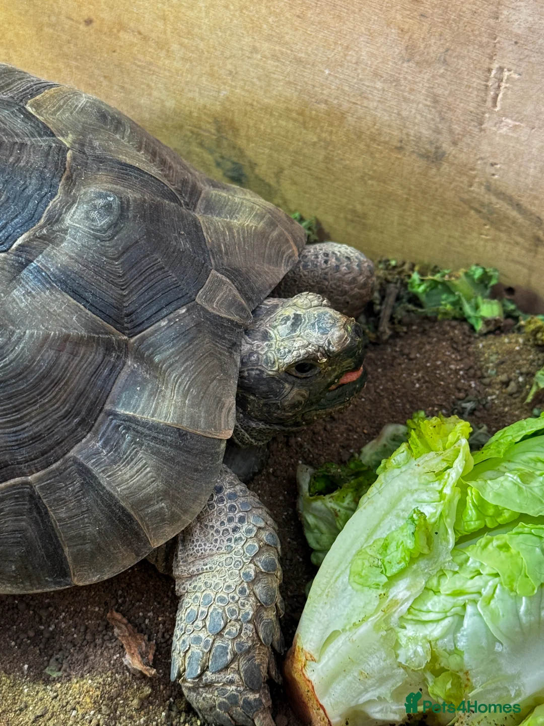 Tortoise reptiles for sale: Tortoise - Advert 2