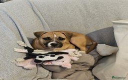 Mixed Breed dogs for sale: Lovely lily bullboxer  - Image 7