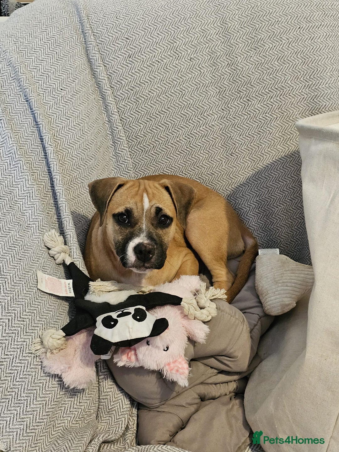 Mixed Breed dogs for sale: Lovely lily bullboxer  - Image 7