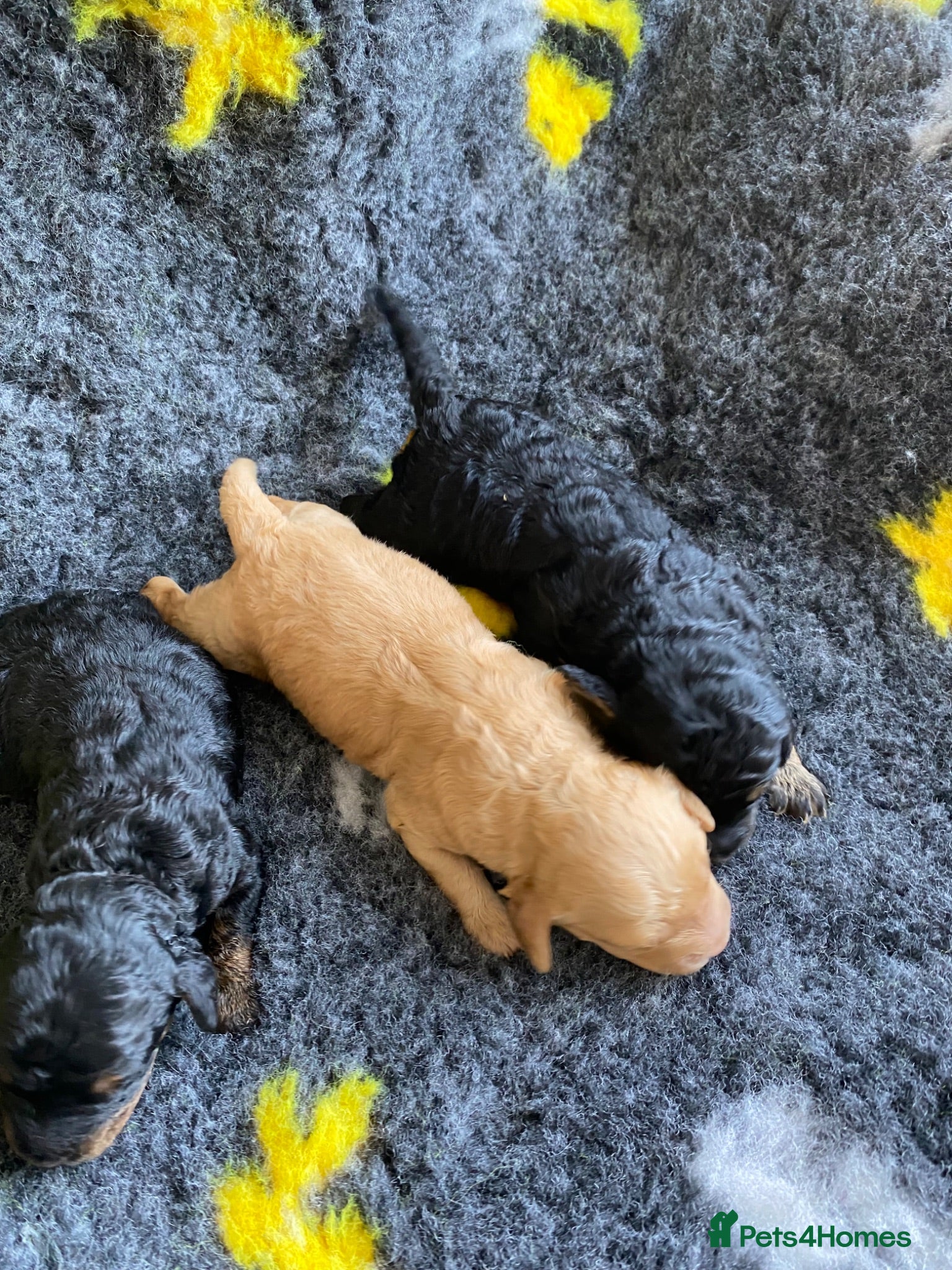 Cockapoo dogs F1b mini cockapoos. Fully health tested  - Advert 2