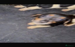 Mixed Breed dogs for sale: Adorable Dachshund x Jack Russell pups - Advert 5