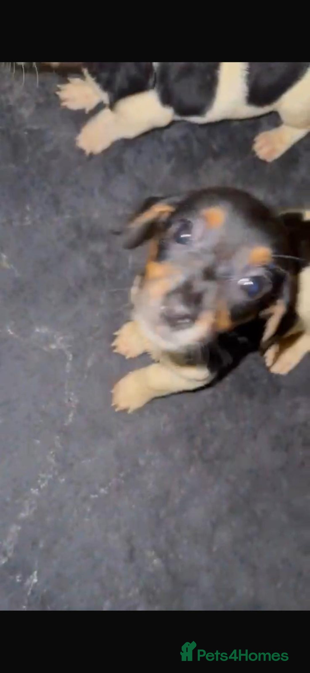 Mixed Breed dogs for sale: Adorable Dachshund x Jack Russell pups - Advert 5