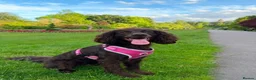 Cocker Spaniel dogs for sale: Ivy - the perfect Dog in Aberdeen - Advert 3
