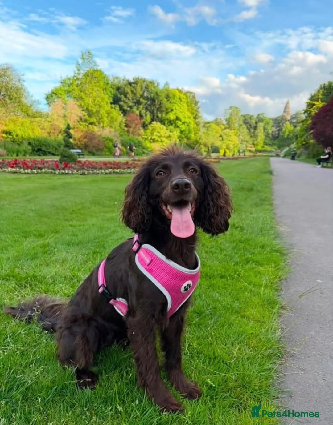 Cocker Spaniel dogs for sale: Ivy - the perfect Dog in Aberdeen - Advert 3