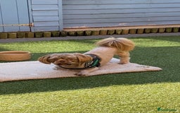 Shih Tzu dogs for sale: Shih tzu retired stud dog  - Image 3