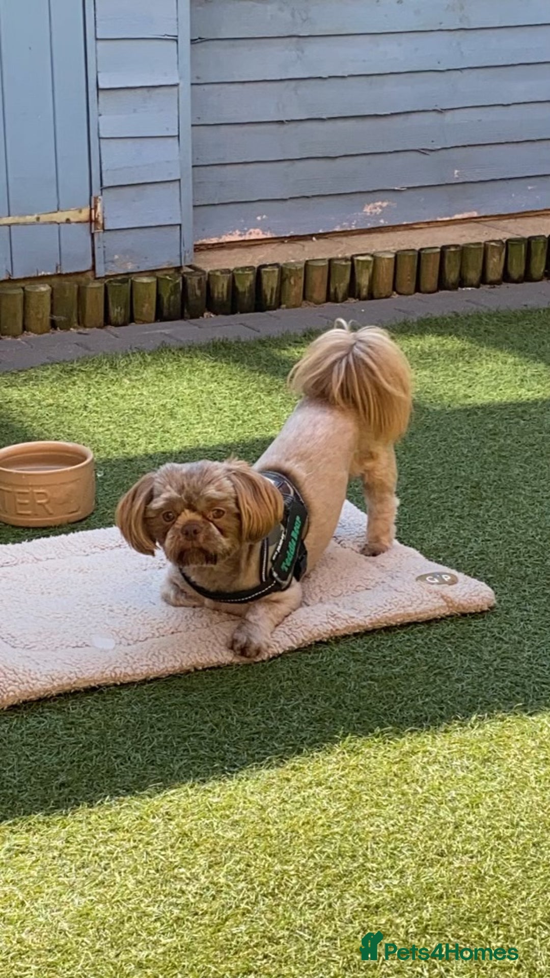 Shih Tzu dogs for sale: Shih tzu retired stud dog  - Image 3