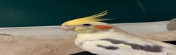Cockatiels birds for sale: Adorable Male cockatiel fully tame - Advert 4