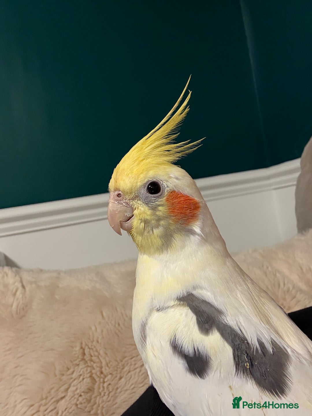 Cockatiels birds for sale: Adorable Male cockatiel fully tame - Advert 4