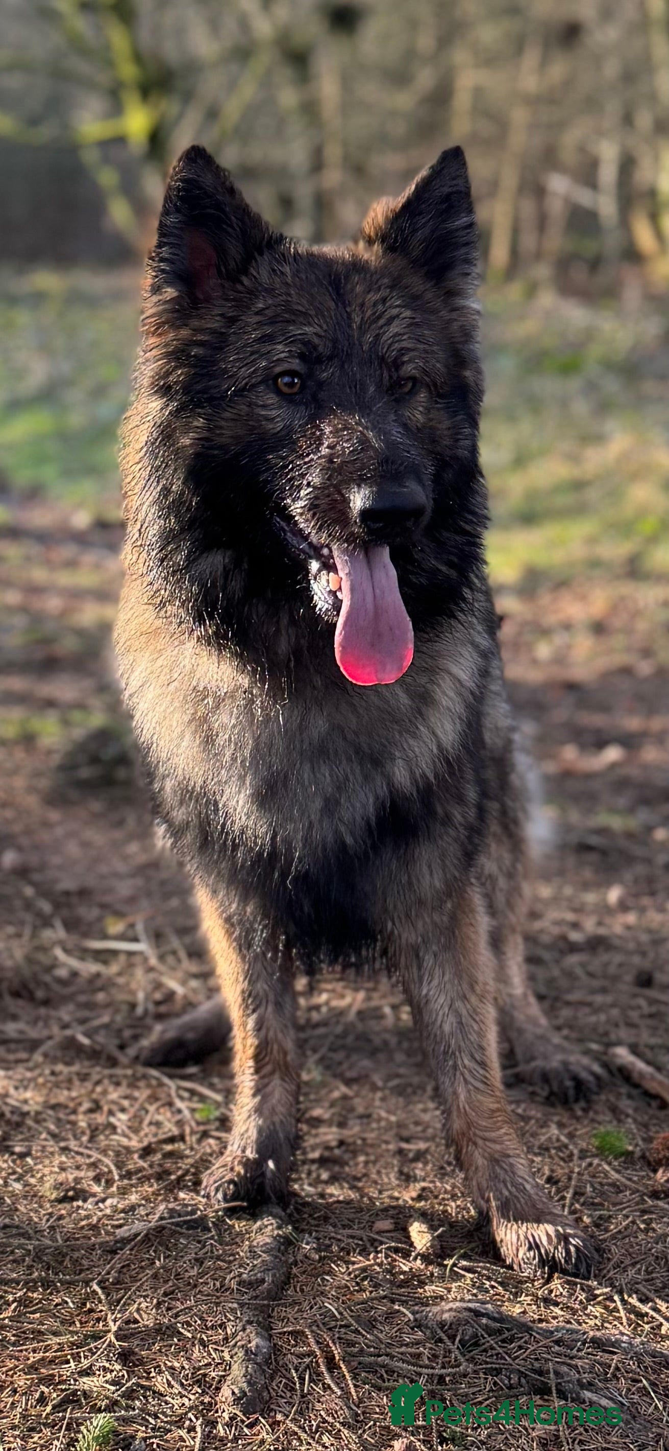 German Shepherd dogs FOR STUD (PROVEN)  in Doncaster - Advert 5