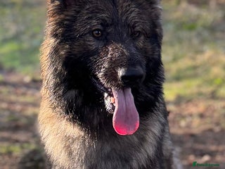 German Shepherd dogs in Doncaster - Advert 19