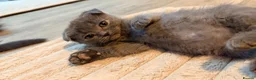 Scottish Fold cats for sale: Scottish fold x bengal - Advert 32
