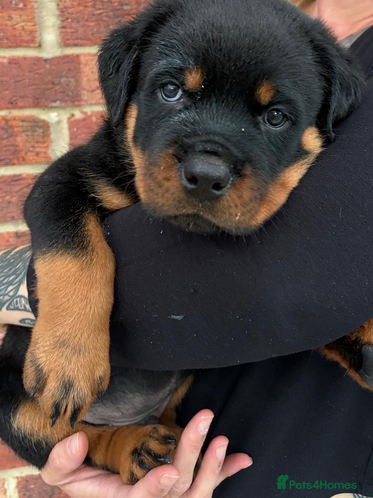 Rottweiler dogs 5 generation KC Rottweiler Puppies  - Advert 6