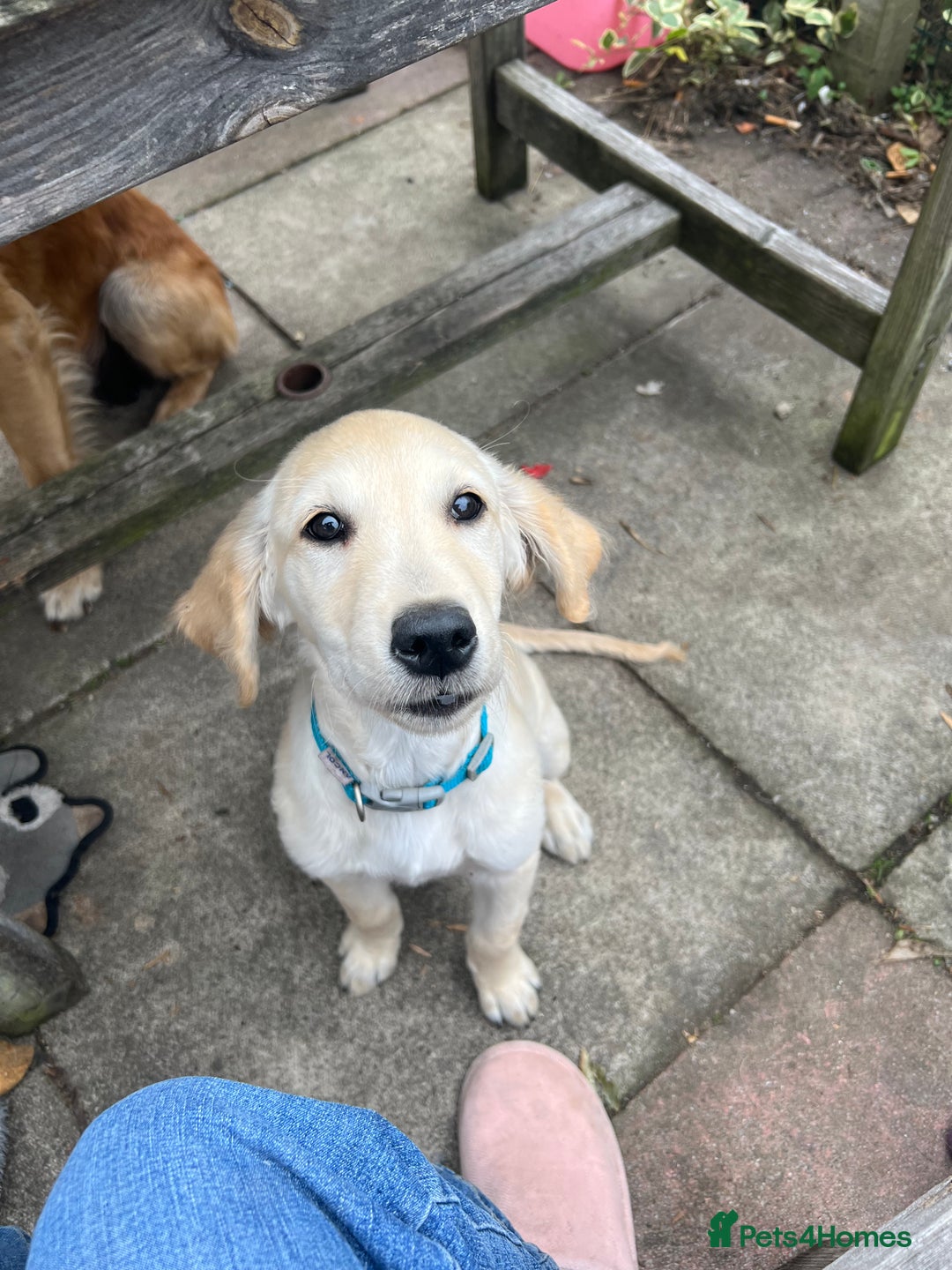 Golden Retriever dogs for sale: Male Golden Retriever puppy - Image 3