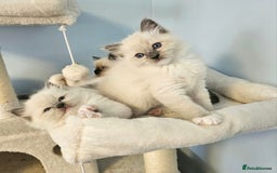 Ragdoll cats for sale: Stunning Ragdoll kittens  - Image 12
