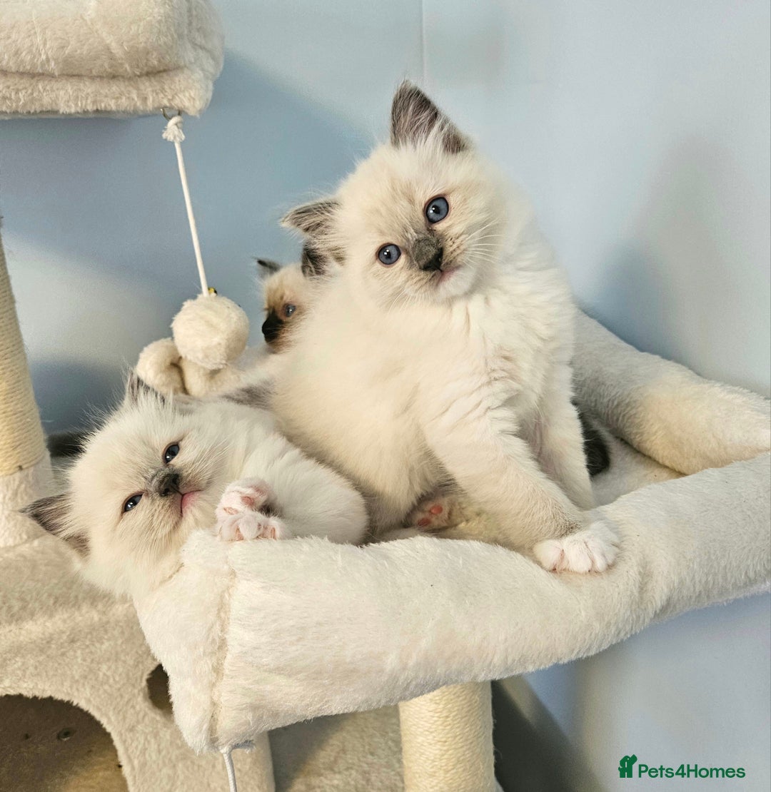 Ragdoll cats for sale: Stunning Ragdoll kittens  - Image 12
