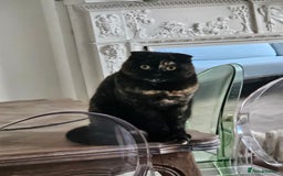 Scottish Fold cats for sale: Tortie girl, wonderful personality, 1.5years old - Advert 19