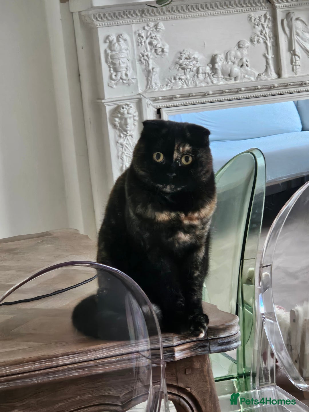 Scottish Fold cats for sale: Tortie girl, wonderful personality, 1.5years old - Advert 19
