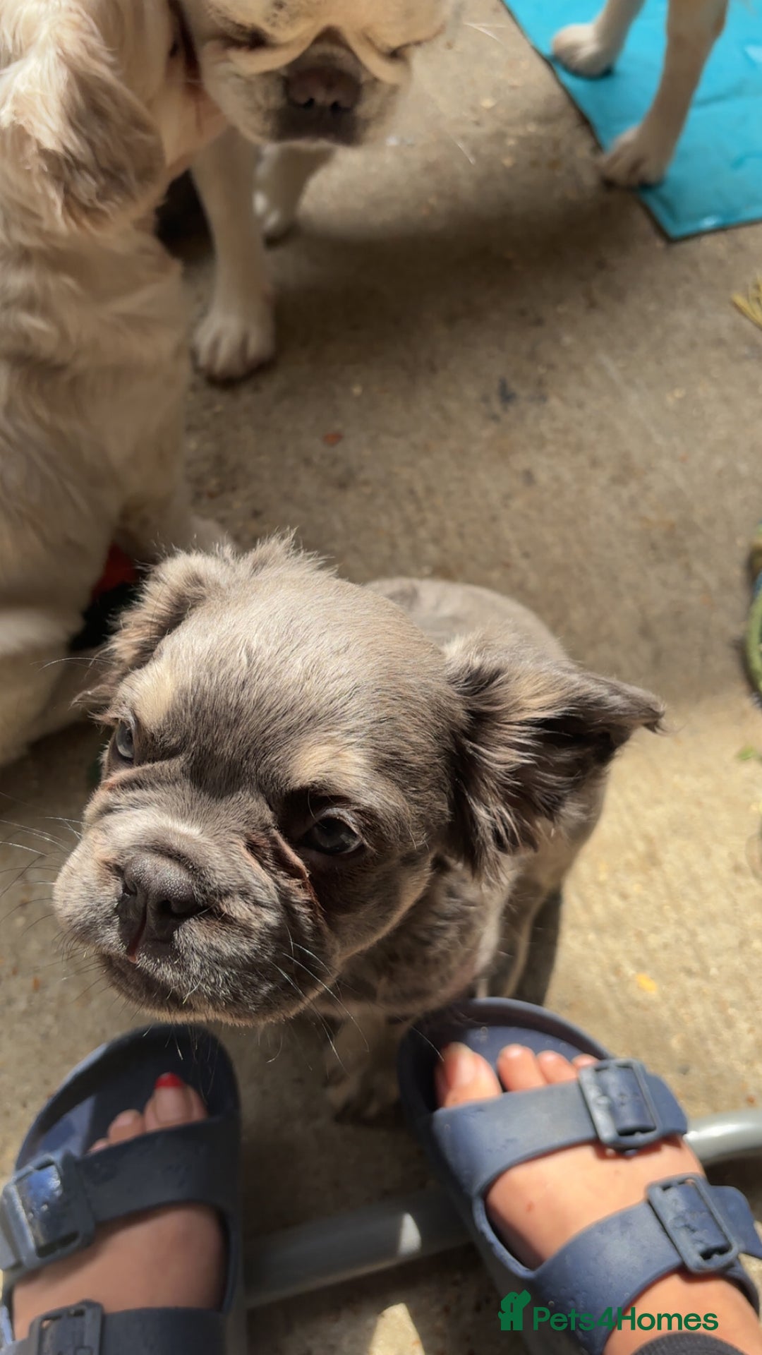 French Bulldog dogs for sale: Quality 5star🌟full visual fluffy French bulldogs  - Image 33