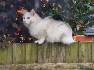 Mixed Breed cats in Southampton - Advert 31