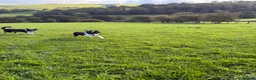 Border Collie dogs for sale: 🐾 Beautiful Border Collie Pup (Bet)  🐾 - Advert 4