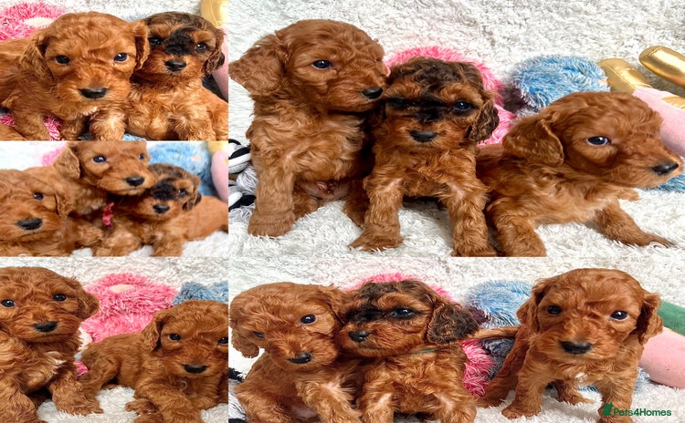 Cockapoo dogs - Advert 2