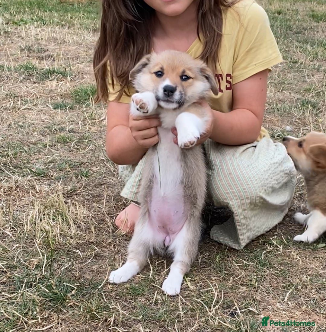Mixed Breed dogs for sale: Corgi cross puppies - Image 8