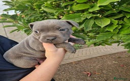 Staffordshire Bull Terrier dogs for sale: Blue Staffordshire puppies - Image 2