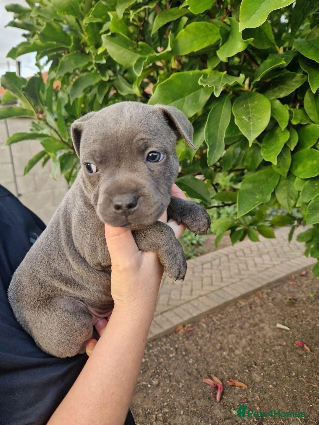 Staffordshire Bull Terrier dogs for sale: Blue Staffordshire puppies - Image 2