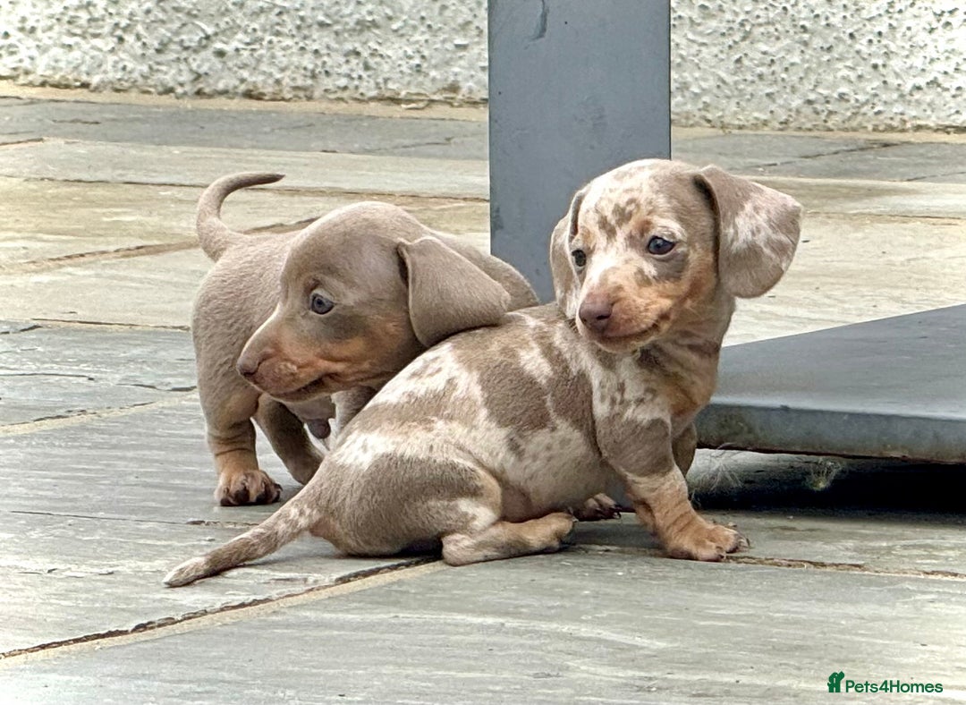 Miniature Dachshund dogs for sale: Beautiful litter of miniature dachshund puppies  - Image 15