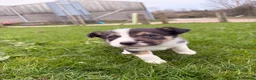 Border Collie dogs for sale: Border Collie Pups from working parents  - Advert 15